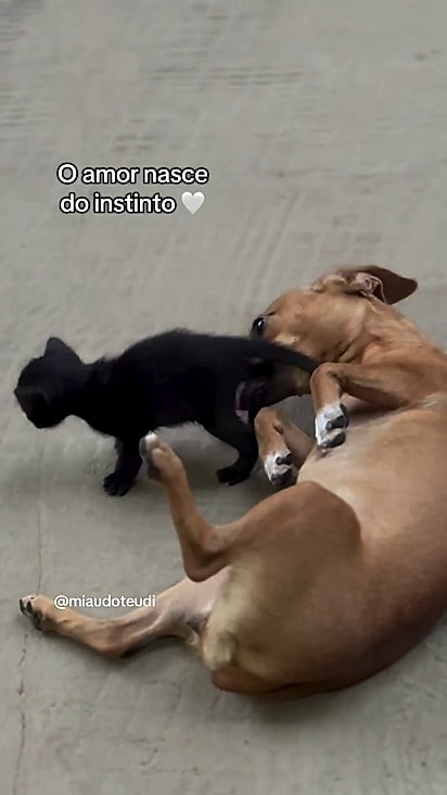 O gatinho foi resgatado por uma ONG.