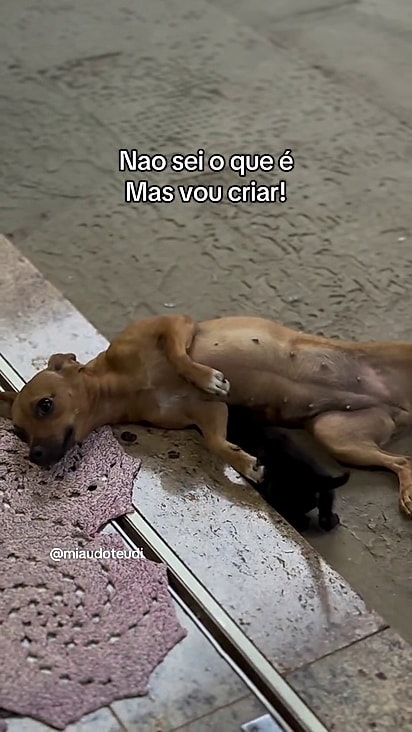 A cachorrinha estava tentando amamentar o felino.