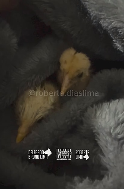 A vereadora levou os animaizinhos para seu apartamento.