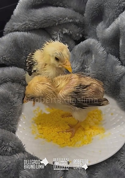 Roberta Lima ficou responsável pelos cuidados dos animais até a conclusão das apurações.