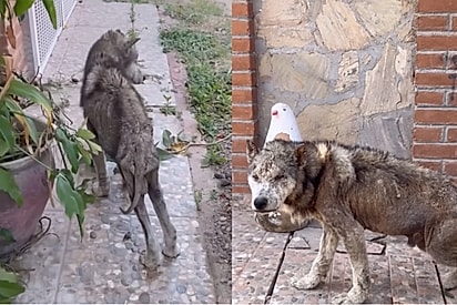 “Ter donos nem sempre significa ter amor”: cachorro negligenciado passa por incrível transformação após resgate.