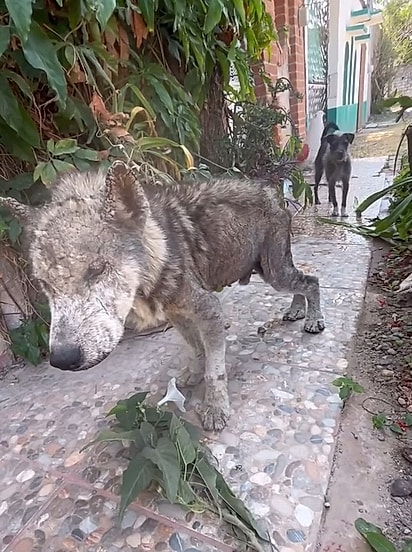 Paco foi resgatado em uma situação de total negligência.
