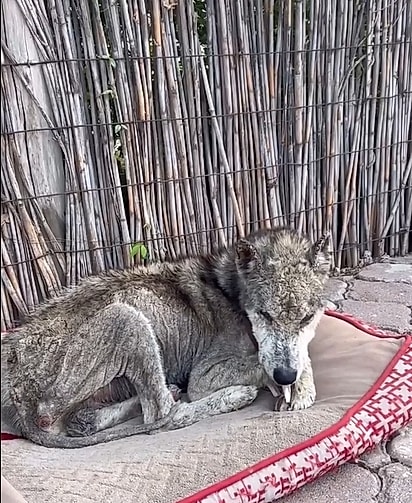 Com cuidado e amor, pouco a pouco, Paco foi se transformando.