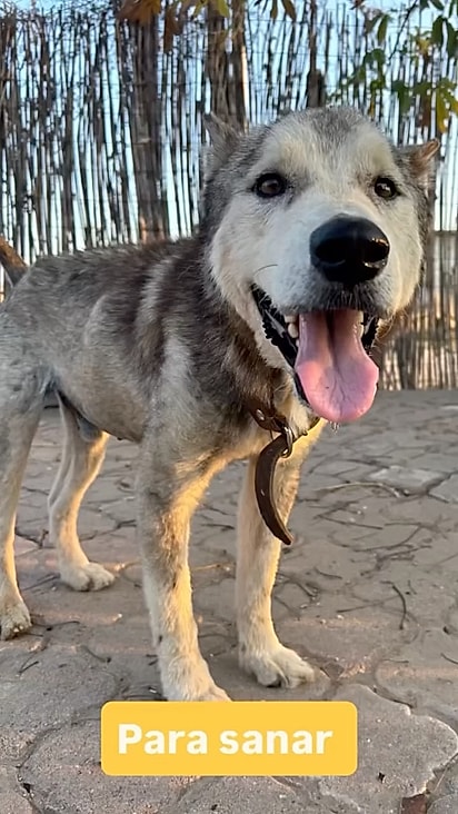Paco ficou um cachorro lindo e feliz.