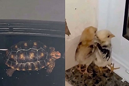 Jabuti e pintinhos são resgatados de sacada sob chuva em Americana