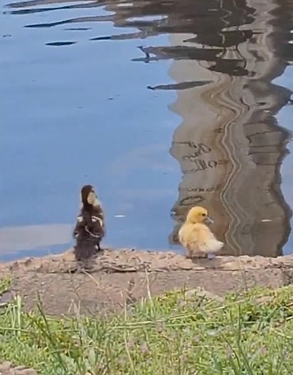 Os patinhos foram realocados em um açude próximo.