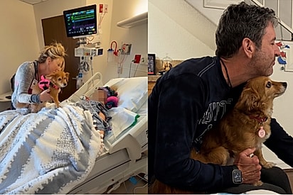 “Ele virou o porto seguro dela”: Após perder a humana, cachorrinha cria laço com namorado da nova tutora e cena emociona.