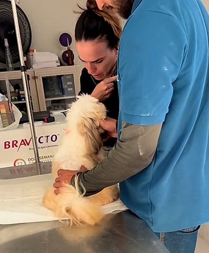 No veterinário, Zé Bob estava abanando o rabo.