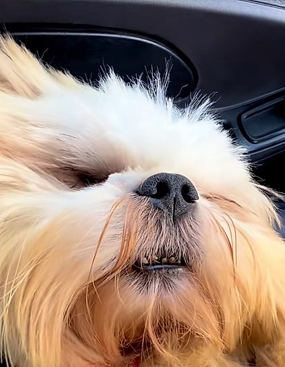 Zé Bob dormindo tranquilamente.