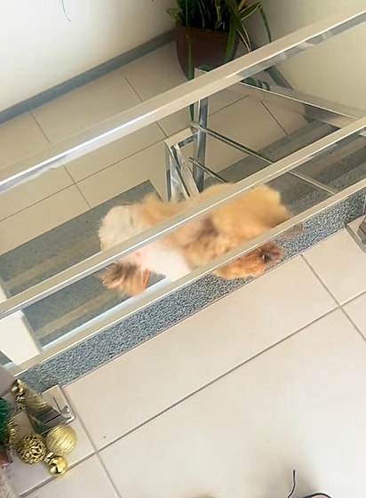 O cão se jogou da escada.