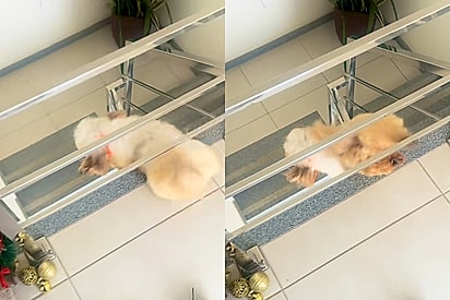 Shih tzu cego se joga de escada de 2 metros e sai ileso