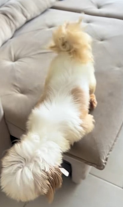 O cão já sabia se jogar do sofá.