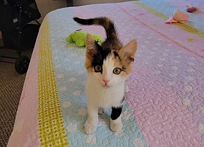 A gatinha Maggie quando filhote.