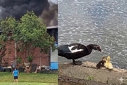 “Não deixou nenhum para trás”: Mamãe pata emociona ao guiar resgate de ninhada com ajuda de moradores e bombeiros