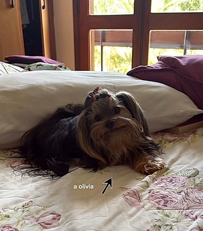 Olívia é uma yorkshire.