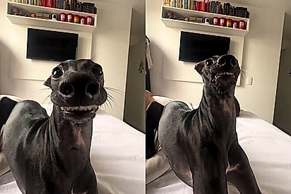 Pedrinho é um galgo italiano.