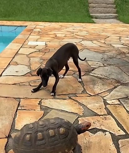 O cãozinho é um galgo.