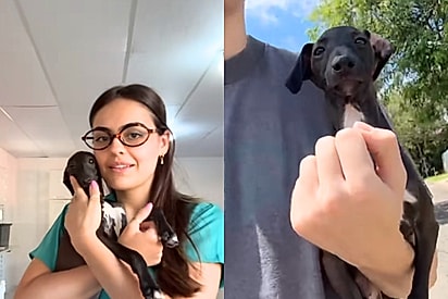 “Tão feio que fica lindo”: Jovem presenteia namorado com cão galgo, mas família tem a pior reação 