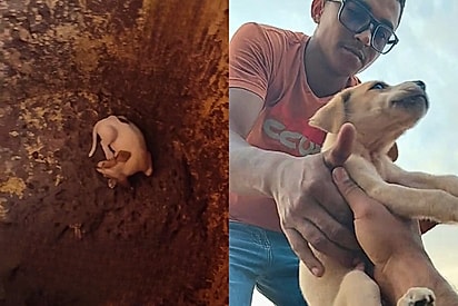 Eletricista entra em bueiro para salvar cachorro que caiu em tubulação de esgoto