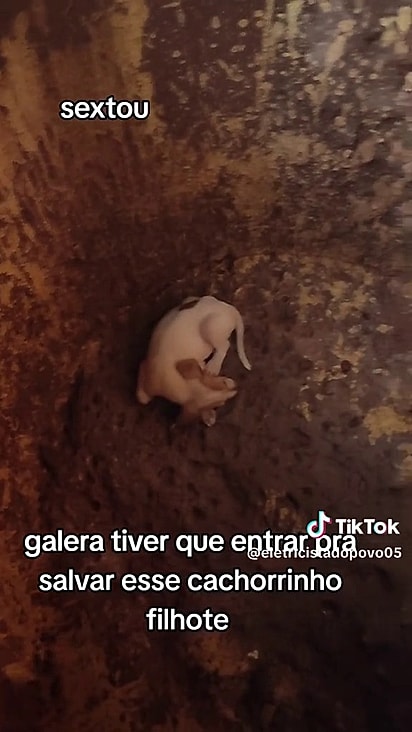 O pet andava na rua com a ninhada quando caiu.