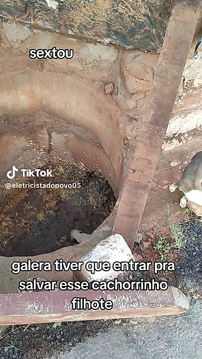 O cão estava chorando dentro do bueiro.