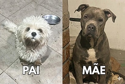 Pequeno shih-tzu surpreende família ao engravidar a pitbull da casa por acidente, e 7 rostinhos fofos vêm ao mundo