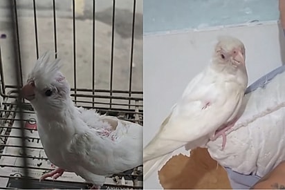 “Não dava para ignorar”: mulher vê calopsita machucada à venda e decide mudar o destino dela.