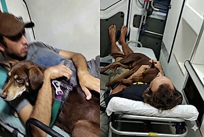“Sem o Billie, eu não vou!”: Morador de rua só aceita ser internado com seu cão e isso muda sua vida para sempre