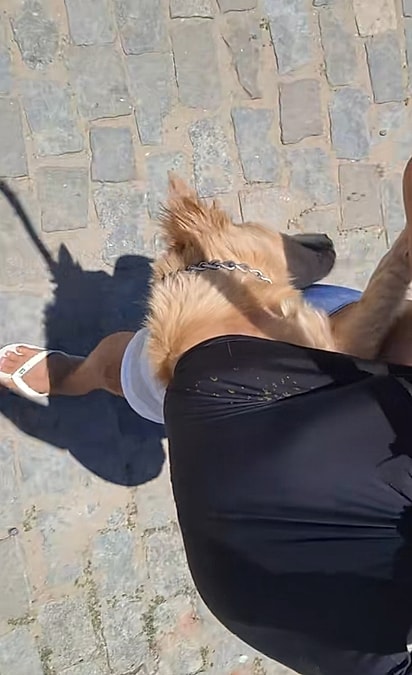 O cachorro estava exausto após passar o dia na praia.