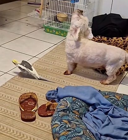 A cadela e a calipsita estavam em um dueto.