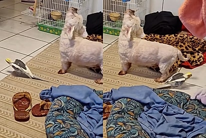 Dueto improvável: calopsita resgatada canta e shih tzu parece acompanhar no uivo