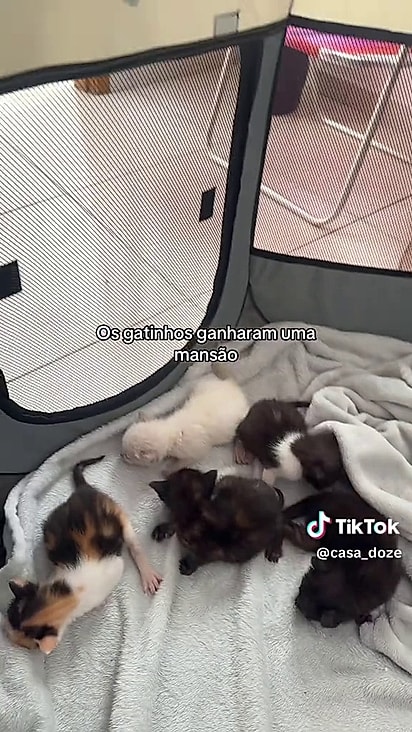 Todos os filhotes foram levados para São Paulo.