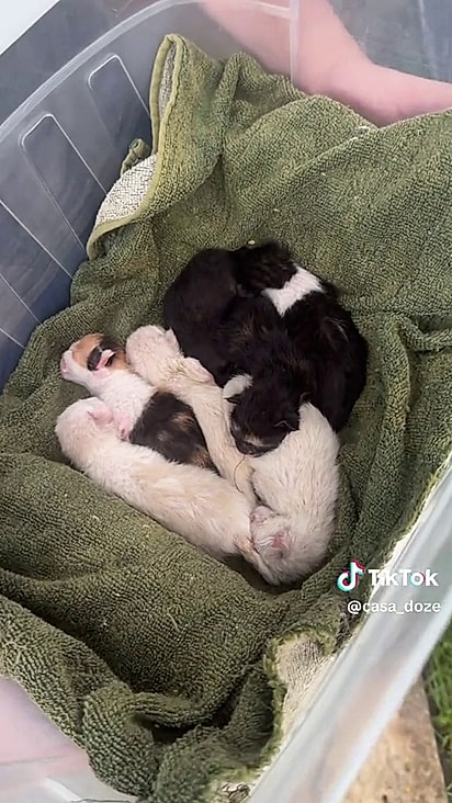 O casal precisou dedicar muito tempo para cuidar da ninhada.