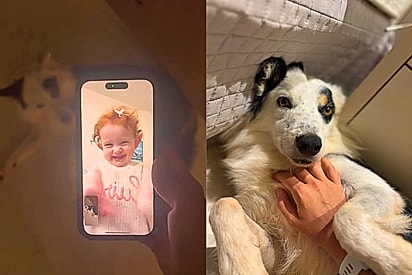 Criança ignora familiares em chamada de vídeo e exige presença de cão da madrinha