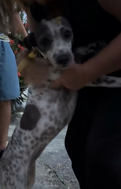 Safira abraçando após voltar do pet shop.