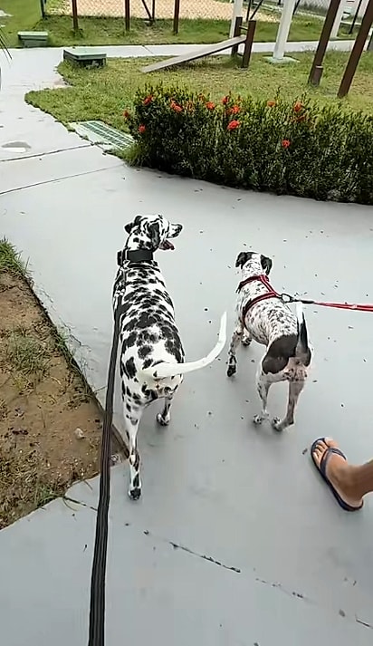 Lady Safira no novo lar.