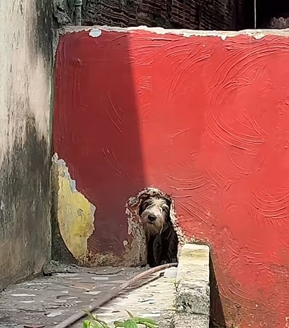 Por um pequeno buraco no muro, a cachorrinha espiava a rua.