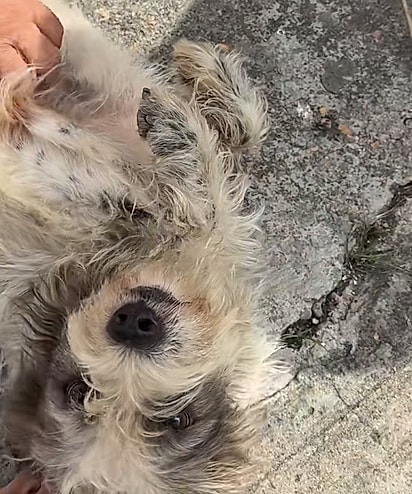 Safira foi resgatada.