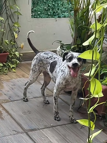 Lady Safira no novo lar.