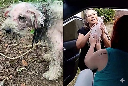 Mulher adota cadela resgatada e encerra luto de uma década por antiga poodle