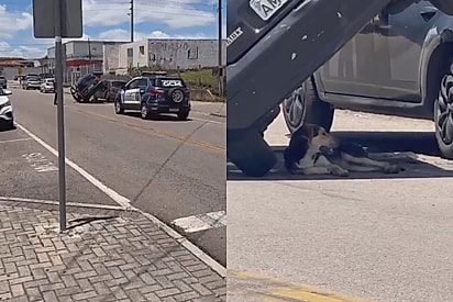 “Esse problema não é meu”: Vira-lata caramelo encontra “toldo” perfeito após acidente e viraliza