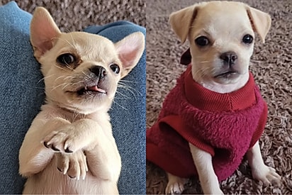 “O golpe que sofremos”: Família adota “chihuahua”, mas cachorrinha cresce e fica muito diferente.