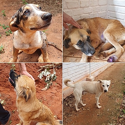 Os cães de Dagmar Grimm Streger.