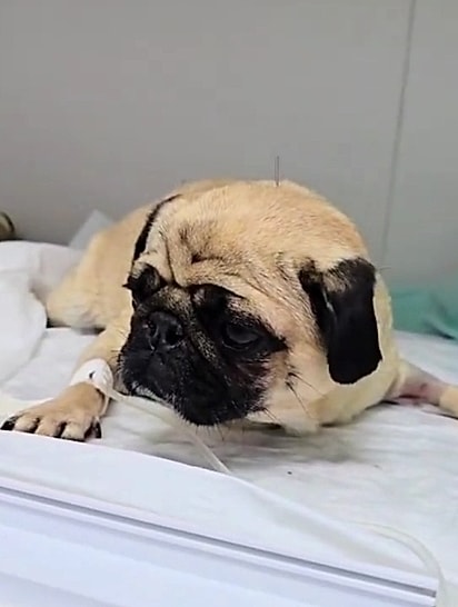 Juju fazendo acupuntura.