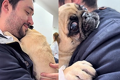 Após parada cardíaca e sequelas graves, pug se recupera e emociona a internet