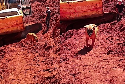 “O tempo passa, mas ela continua ali”: Cachorrinha Beth espera há 23 dias no local onde perdeu sua dona para sempre
