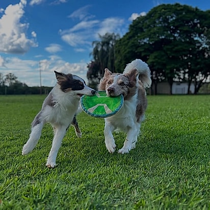 Ragnar adora brincar de frisbee.