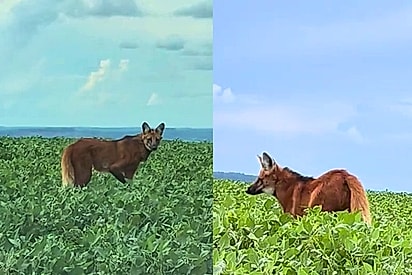 Lobo-guará aparece em lavoura e vídeo de veterinária viraliza na internet