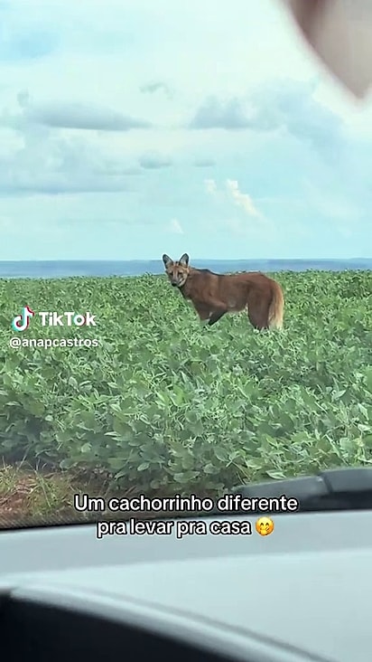 O lobo-guará é um animal solitário.