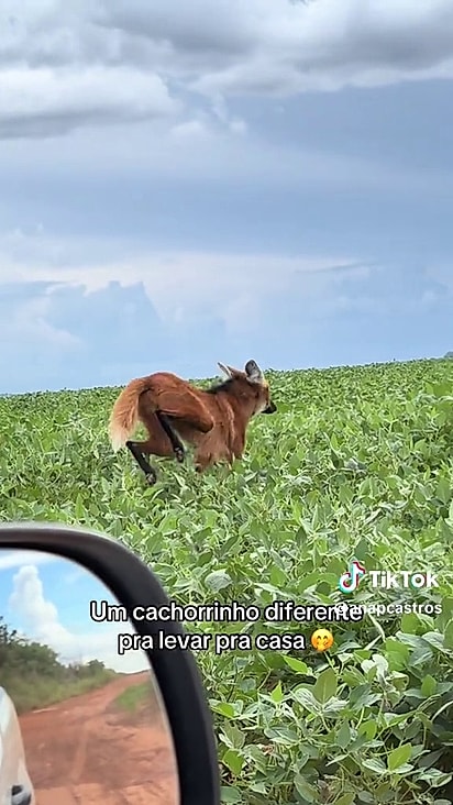 Não foi a primeira experiência de Ana encontrando essa espécie.